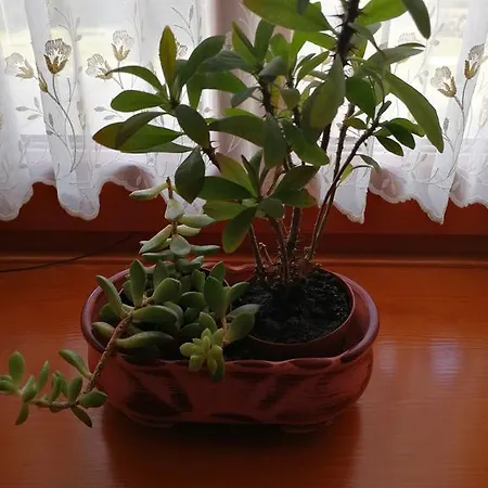 Vitis Vendeghaz ゲストハウス Becsehely