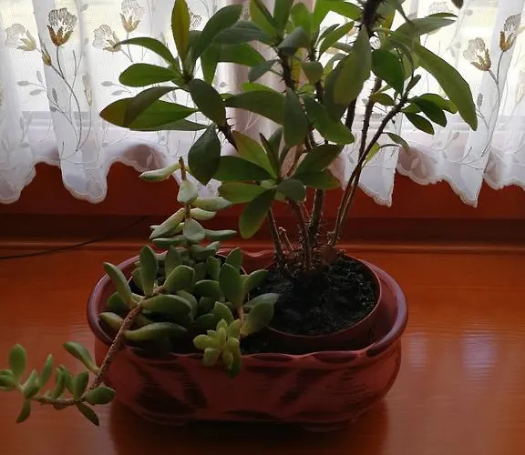 Vitis Vendeghaz Penzion Becsehely
